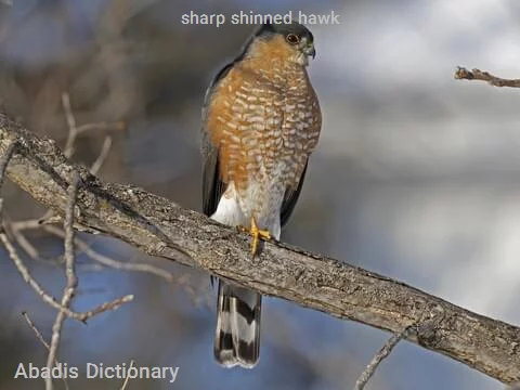 sharp shinned hawk